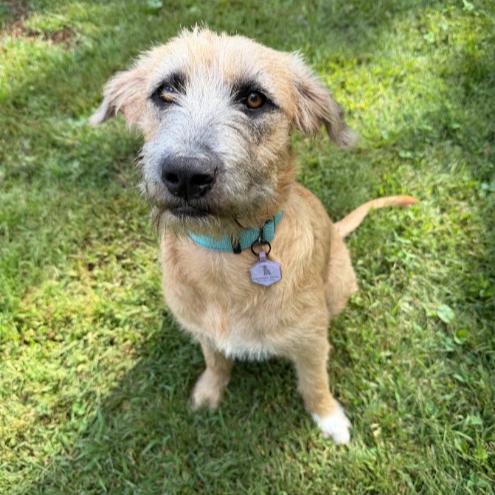 Mixed Breed