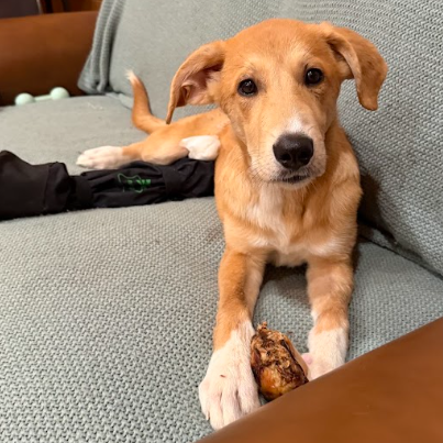 Mixed Breed