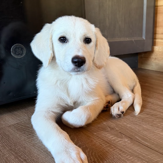 Mixed Breed