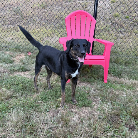 Mixed Breed