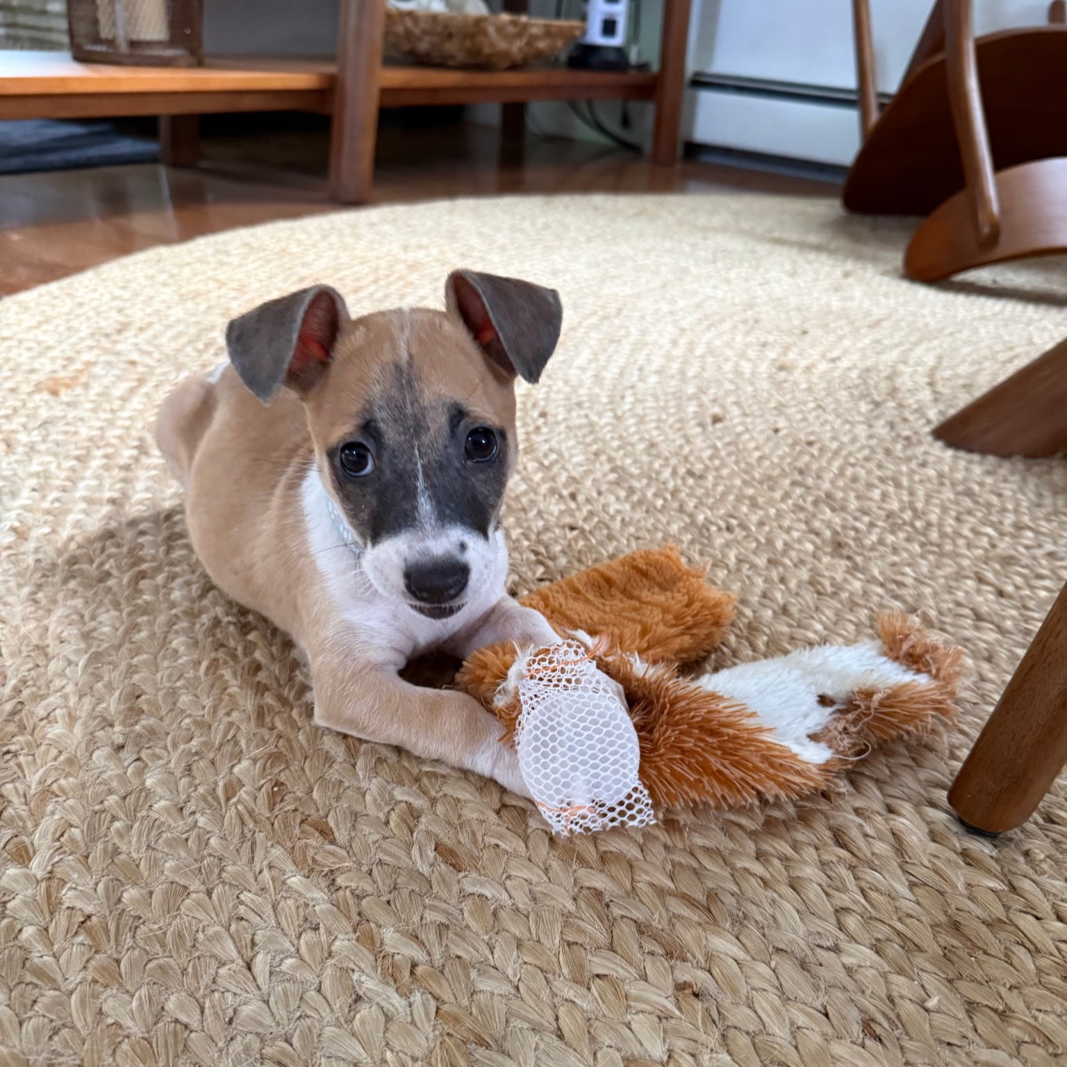 Nugget