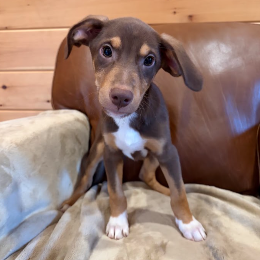 Mixed Breed