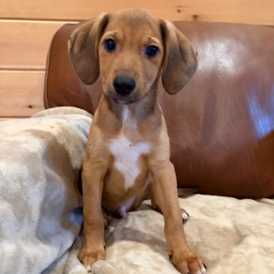 Mixed Breed