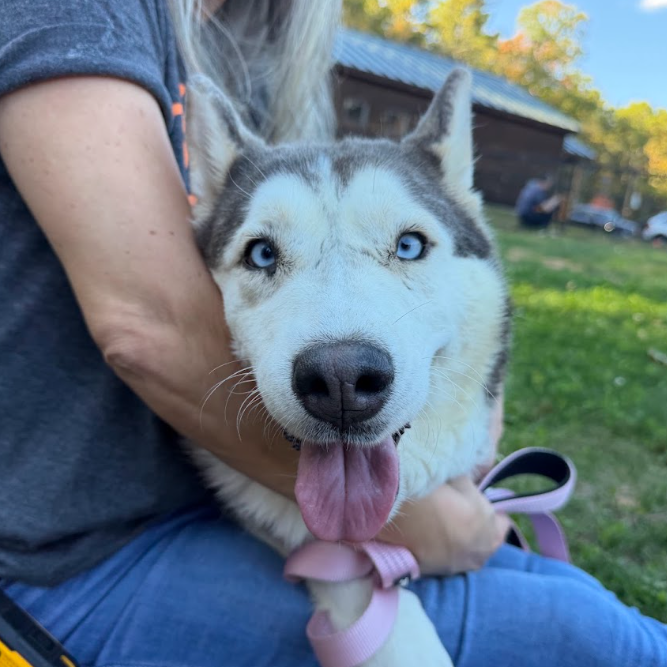 Siberian Husky