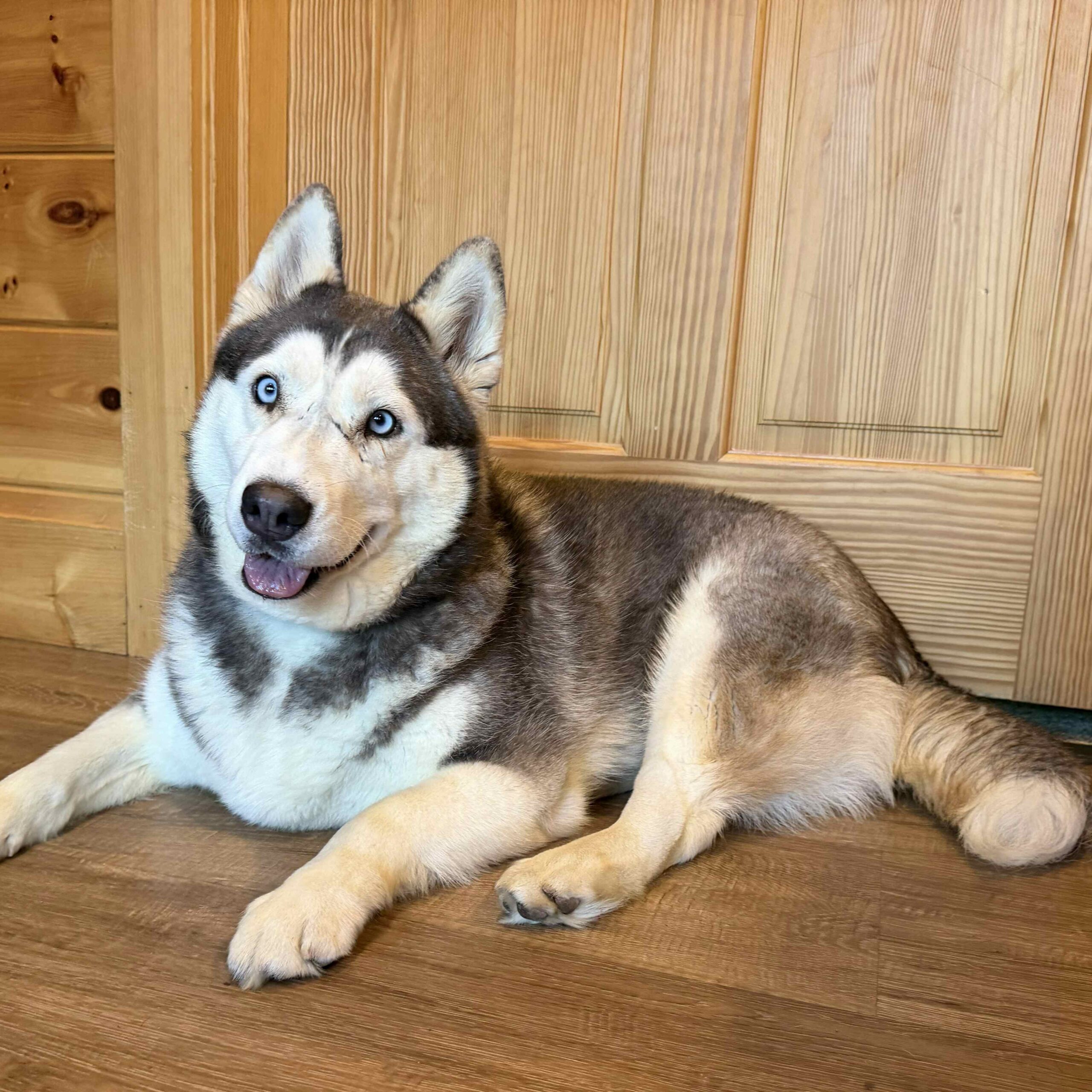 Siberian Husky