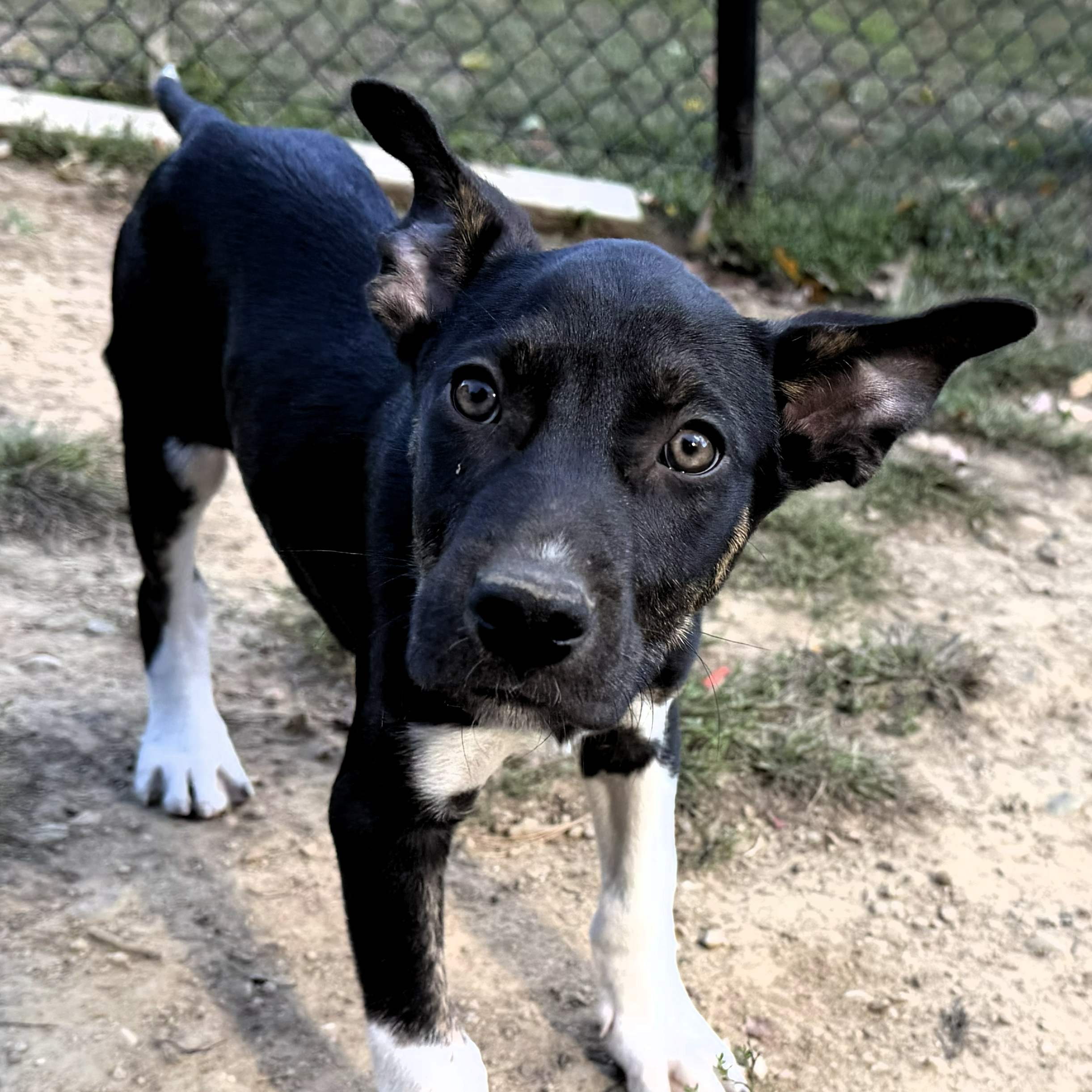 Mixed Breed