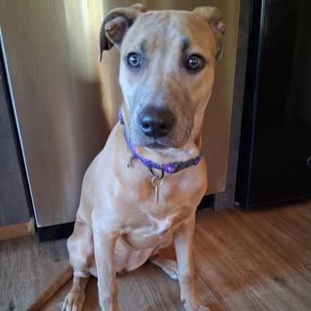 Mixed Breed