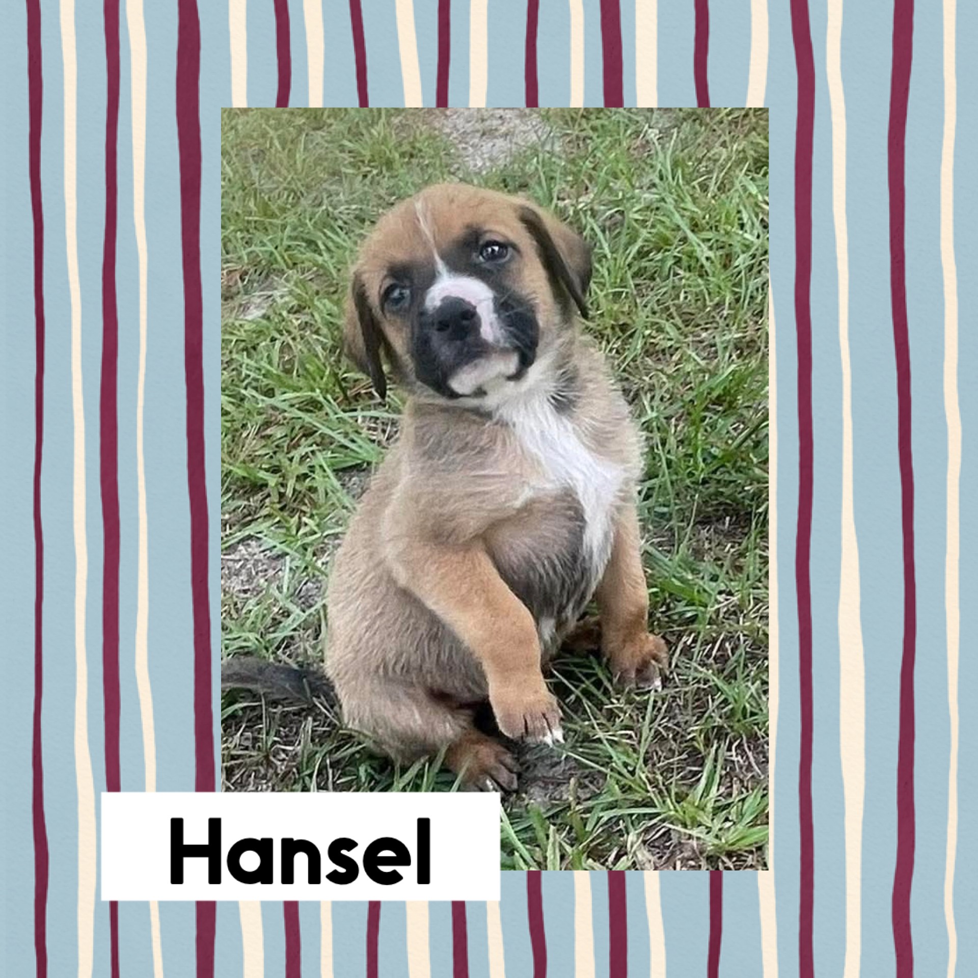 Hansel