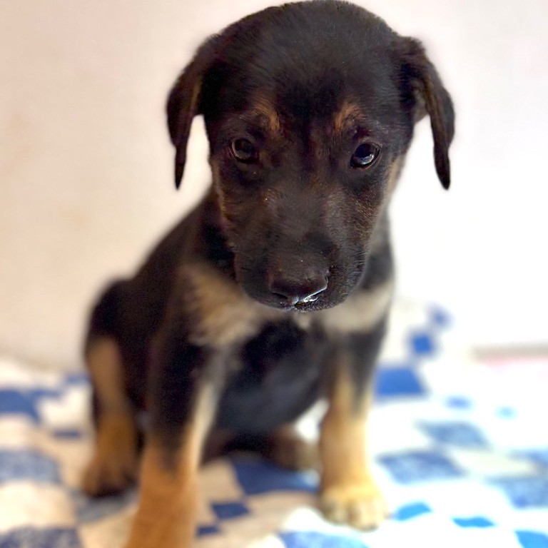 Mixed Breed