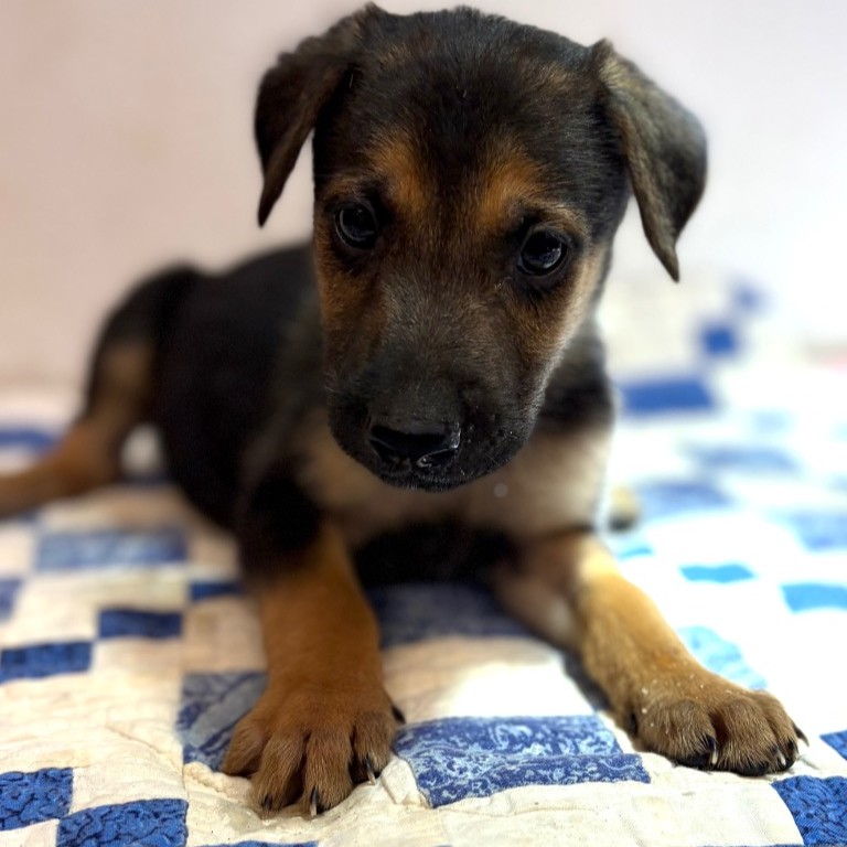 Mixed Breed