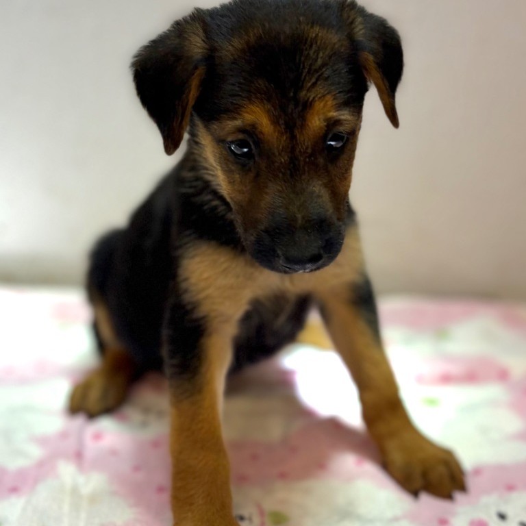 Mixed Breed