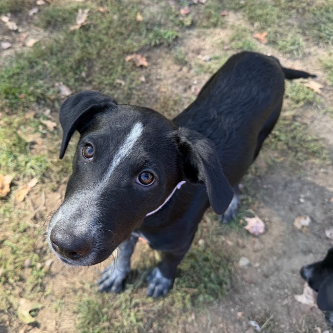 Mixed Breed