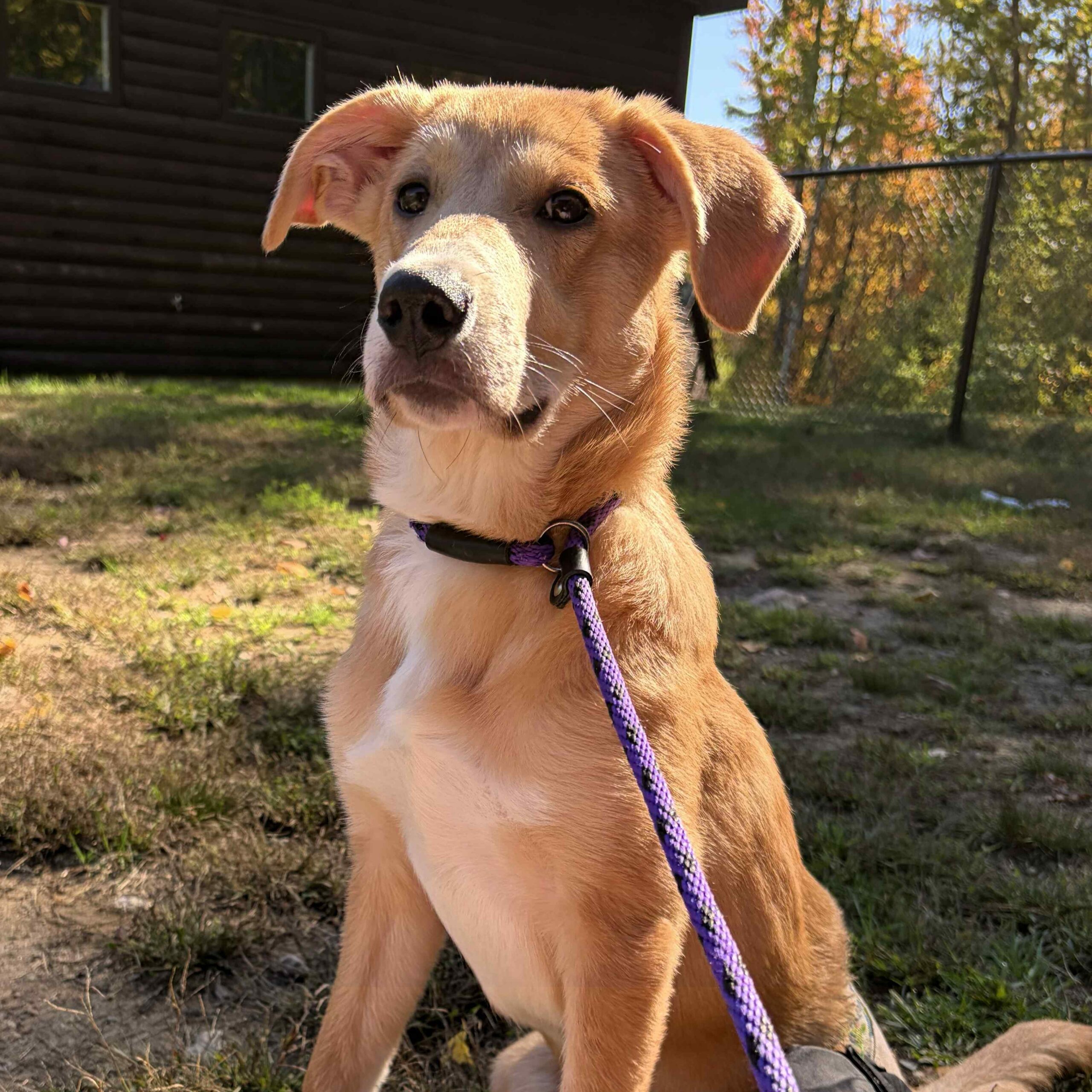 Mixed Breed